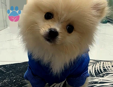 Poomeranian Boo Oğluma eş arıyorum