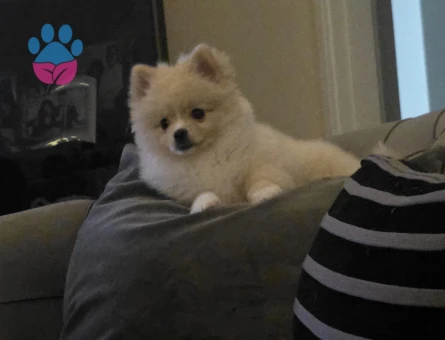 Poomeranian Boo Oğluma eş arıyorum