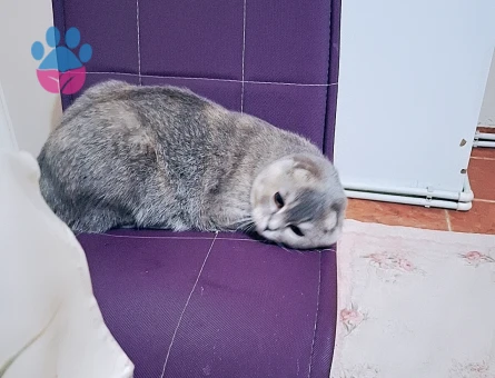 Scottish Fold 11 Aylık Kedim Eş Arıyor