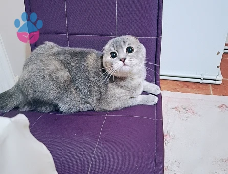 Scottish Fold 11 Aylık Kedim Eş Arıyor