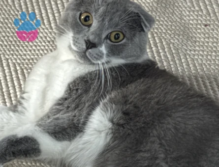 10 aylık Scottish fold 11 Aylık Eş Arıyor