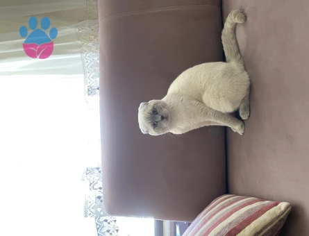 British Erkek Kedime Eş Arıyorum