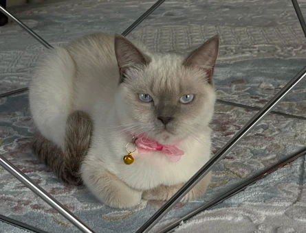 British Shorthair 1 Yaşında Eş Arıyor - 118967289