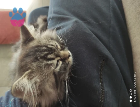 British Shorthair Oğluma Eş Arıyorum