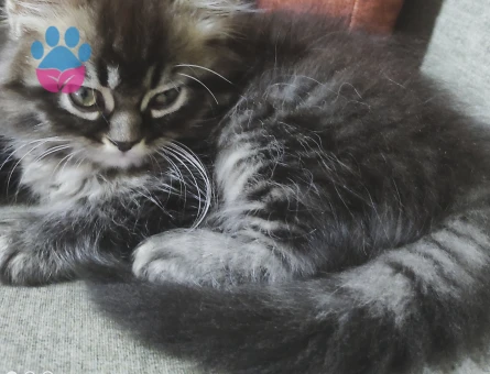 British Shorthair Oğluma Eş Arıyorum