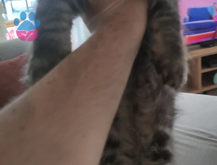 British Shorthair Oğluma Eş Arıyorum