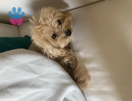 Oğlumuz Tofi'ye bir eş arıyoruz.