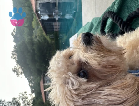 Oğlumuz Tofi'ye bir eş arıyoruz.