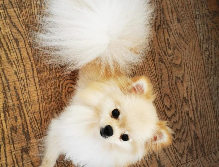 Pomeranian Kızımız Erkek Eş Arıyor - 118967317
