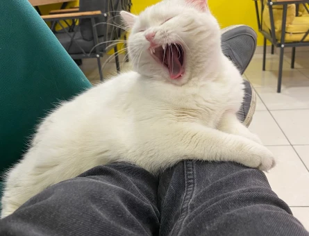 Erkek kedi arıyoruz - 118976679