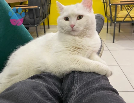 Erkek kedi arıyoruz