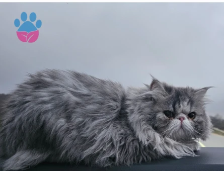 Çiftleştirme için eş arıyoruz