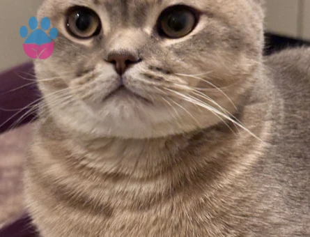 British shorthair annesi secereli oğlumuz için eş arıyoruz