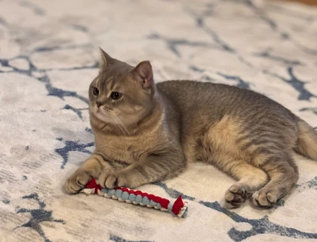 British shorthair annesi secereli oğlumuz için eş arıyoruz - 118976683