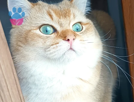 Eş arıyorum
