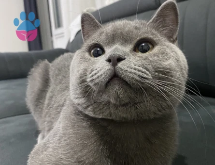 Yakışıklıma eş arıyorum