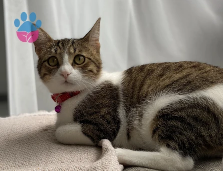 Kızıma Eş arıyorum