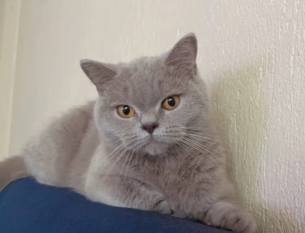British Shorthair kızımıza eş arıyoruz - 118976699