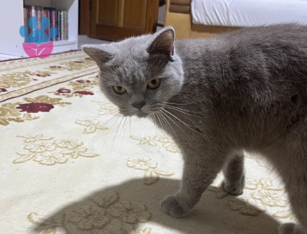 British Shorthair kızımıza eş arıyoruz