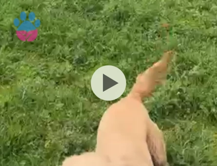 Golden Retriever 1,5 Yaşında Eş Arıyor