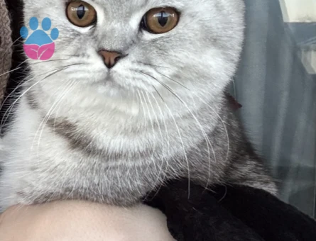 British Shorthair 10 Aylık Erkek Kızgınlıkta
