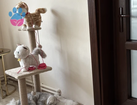 British Shorthair 10 Aylık Erkek Kızgınlıkta