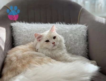 İran Kedisi 1 Yaşında Eş Arıyor