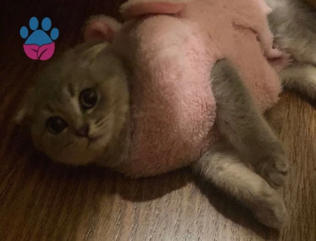 Scottish Fold 1,5 Yaşında Dişi Kızgınlıkta
