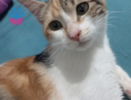 Calico Tekir Kedime Eş Arıyorum