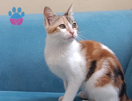 Calico Tekir Kedime Eş Arıyorum