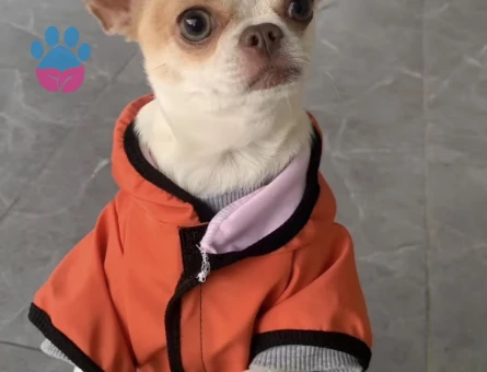 Maltipoo 1 Yaşında Köpeğim Eş Arıyor