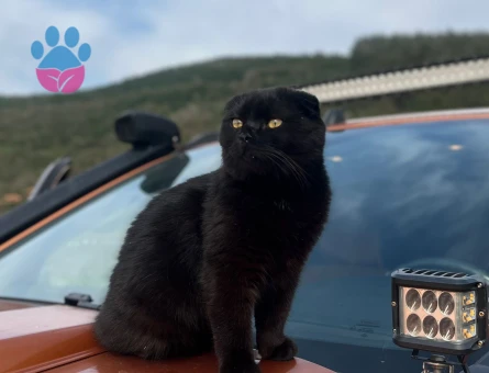 SCOTTİSH FOLD 10 AYLIK ERKEK