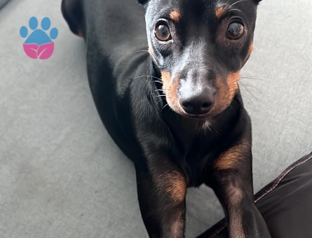 Mini pincher 2 Yaşında Erkek Kızgınlıkta