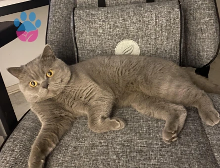 British Shorthair 2 Yaşında Eş Arıyor