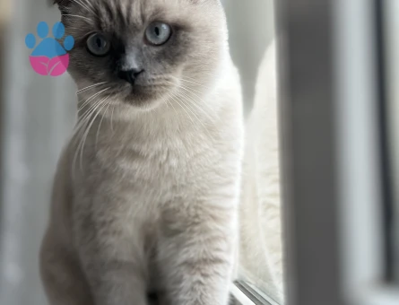 Scottish Straight BluePoint Kedime Eş Arıyorum