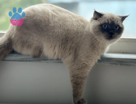 Scottish Straight BluePoint Kedime Eş Arıyorum