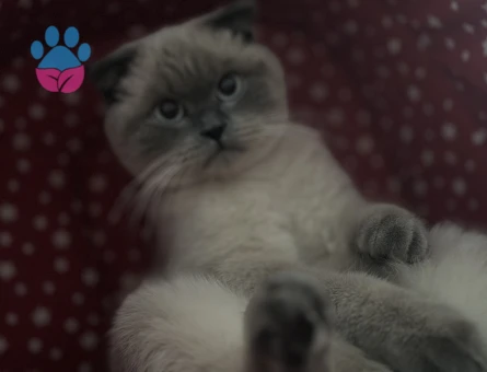 Scottish Straight BluePoint Kedime Eş Arıyorum