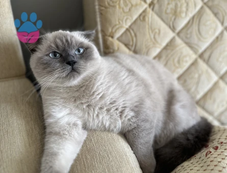 Scottish Straight BluePoint Kedime Eş Arıyorum