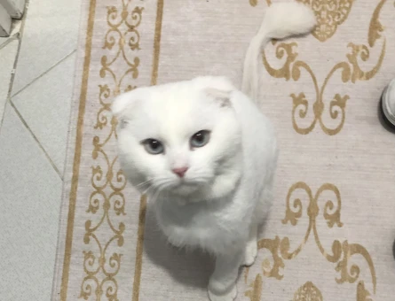 British Shorthair 1 Yaşında Eş Arıyor - 118969200