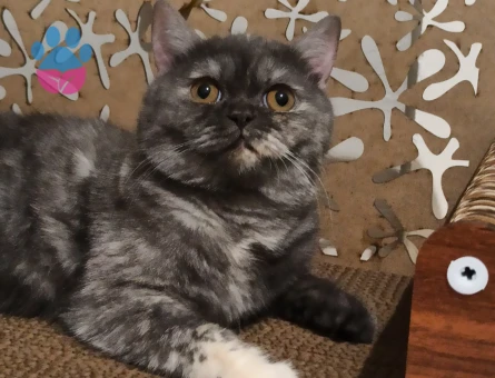 British karması dişi kedi eş arıyor
