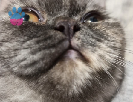 British karması dişi kedi eş arıyor