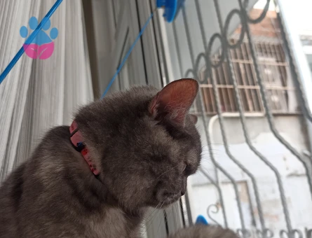 British karması dişi kedi eş arıyor