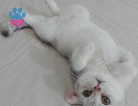 British Shorthair 10 Aylık Eş Arıyor