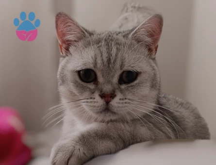 British Shorthair 10 Aylık Eş Arıyor