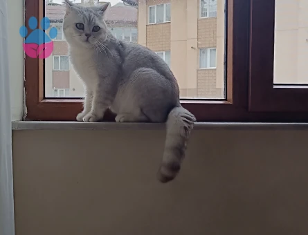 British Shorthair 10 Aylık Eş Arıyor