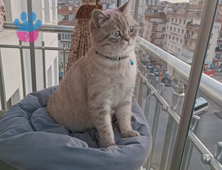 British Shorthair Sütlaç'a Eş Aryoruz