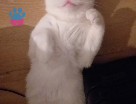 British Shorthair Leo Eş Arıyor