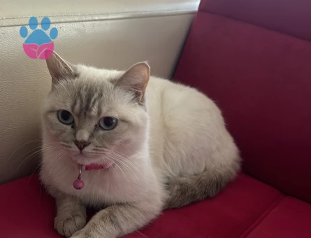 1.5 yaşında British Bluepoint