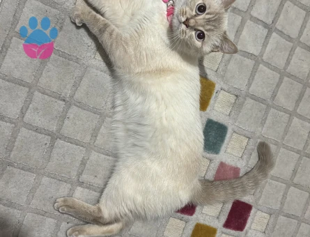 1.5 yaşında British Bluepoint