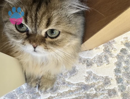 Erkek kedim için eş arıyorum